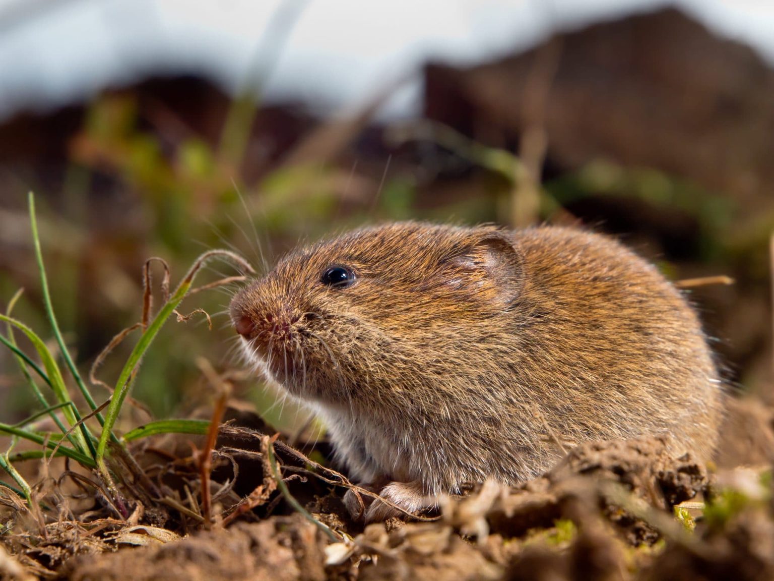 Vole Food: What Do Voles Eat in the Wild and Captivity? - molecular-designs